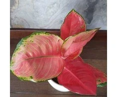 Aglaonema Sidabrinis Cherry