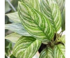 Aglaonema Sidabrinis Stripes