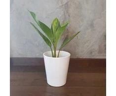 Aglaonema Sidabrinis Stripes