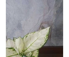 Aglaonema Super Baltas