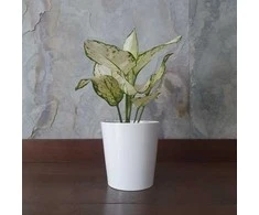 Aglaonema Super Baltas