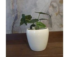 Alocasia Baginda Dragon scale
