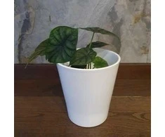 Alocasia Baginda Dragon scale