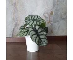 Alocasia baginda Sidabrinis Dragon