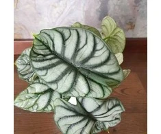 Alocasia baginda Sidabrinis Dragon