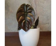 Alocasia cuprea Raudona Secret