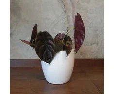 Alocasia cuprea Raudona Secret