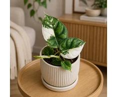 Alocasia Dragon Scale Mint Variegata
