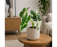Alocasia micholitziana Frydek Variegata