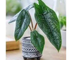 Alocasia scalprum