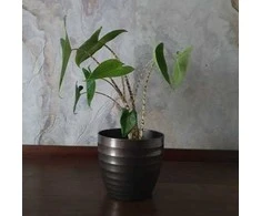 Alocasia zebrina