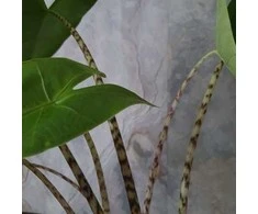 Alocasia zebrina