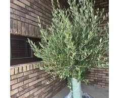 Alyvmedis Arbequina, 200 cm