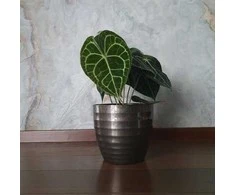 Anthurium clarinervium