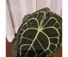 Anthurium clarinervium
