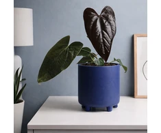 Anthurium Queen of Hearts