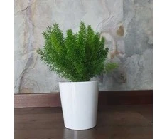 Asparagus densiflorus Meyers