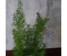 Asparagus densiflorus Meyers
