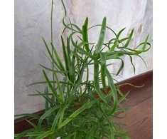 Asparagus Falcatus