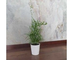 Asparagus Falcatus