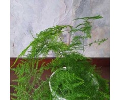 Asparagus setaceus