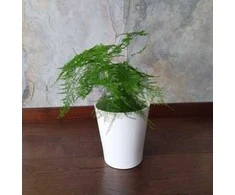 Asparagus setaceus