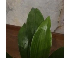 Aspidistra elatior