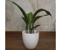 Aspidistra elatior