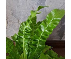 Asplenium nidus Crispy Wave