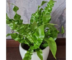 Asplenium nidus Crispy Wave