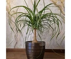 Beaucarnea recurvata