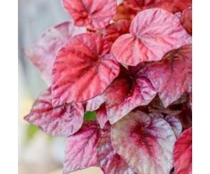 Begonia Inca Flame