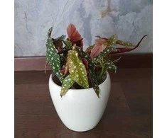Begonia maculata