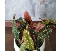 Begonia maculata