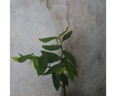 Begonia maculata Tamaya