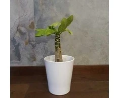 Brighamia insignis