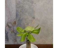 Brighamia insignis