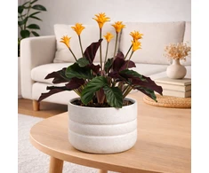 Calathea Crocata Candela