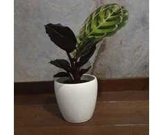 Calathea Medallion