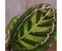 Calathea Medallion