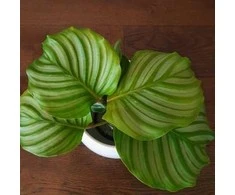 Calathea orbifolia