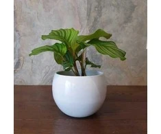 Calathea orbifolia