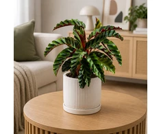 Calathea Velvet Glory