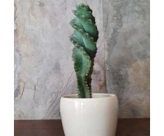 Cereus forbesii Spiralis