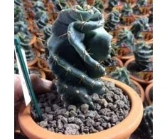 Cereus forbesii Spiralis