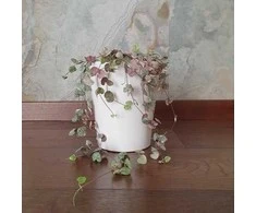 Ceropegia woodii VARIEGATA
