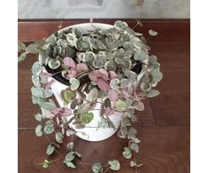 Ceropegia woodii VARIEGATA