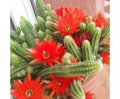 Chamaecereus silvestrii