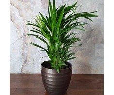 Chamaedorea elegans