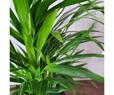Chamaedorea elegans